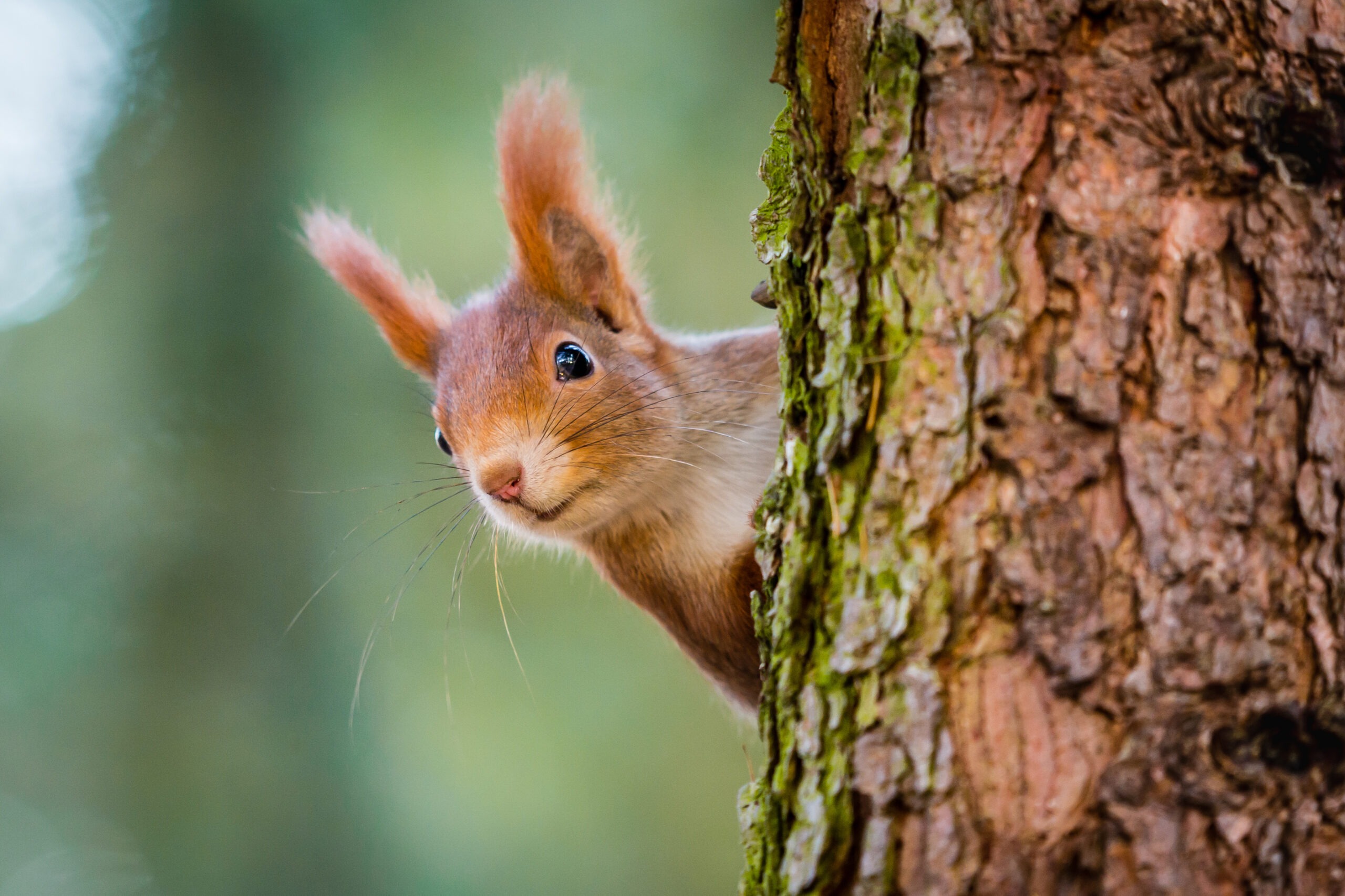 red squirrel scaled 1