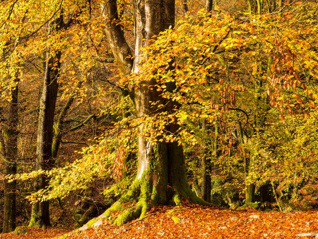 Autumn colours on trees at Rydal Mount Rydal Cumbria UK 43