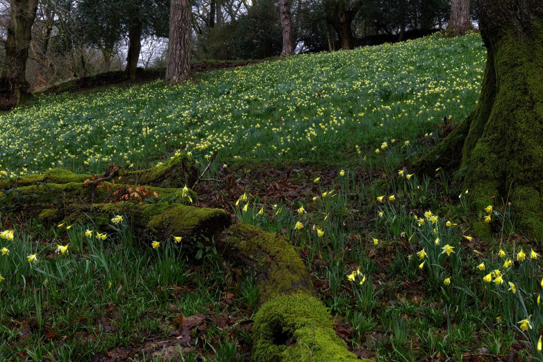 Dora's Field in Rydal